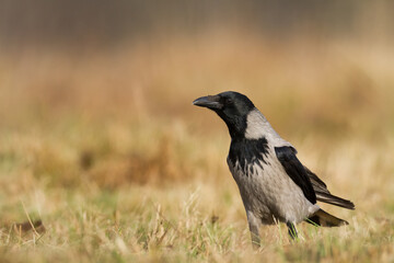 Bird - Hooded crow Corvus cornix in amazing blurred background Poland Europe