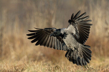 Bird - Hooded crow Corvus cornix in amazing blurred background Poland Europe