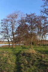 A group of trees in a field