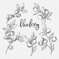 Hand-drawn blueberry branches. Sketch elements with white fill, isolated elements for design. Excellent for packaging, logo, menu, label, poster, print.