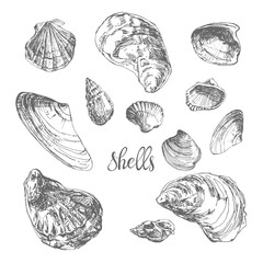 Shells. Unique hand drawn vector collection, 12 isolated  elements on white background. Perfect for decoration, invitation, card, menu, poster and as a design element.