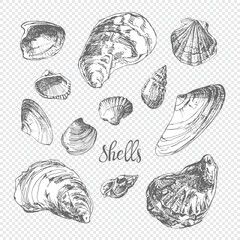 Shells. Unique hand drawn 12 sketch elements with white fill, isolated elements for design. Perfect for decoration, invitation, card, menu, poster and as a design element.