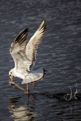 seagull in flight