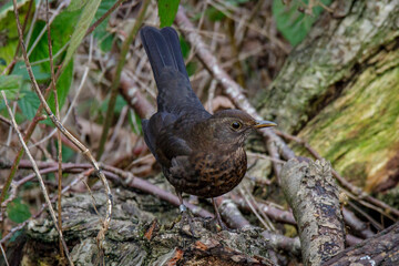 a Blackbird