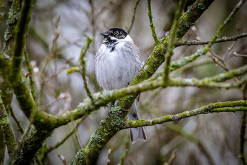Small bird in tree