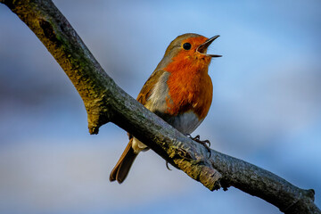 robin on branch