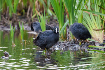 Coot