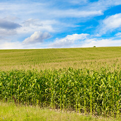 Fototapeta na wymiar Corn field with ripe ears corn and blue sky.