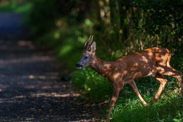 Deer crossing paths