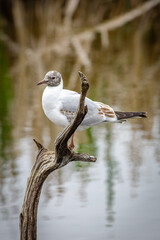 black headed gull