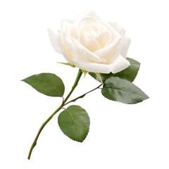 Selbstklebende Fototapeten single white rose © RazibChandra