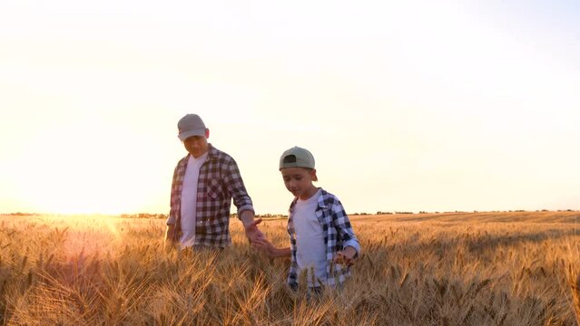 A family farmer during harvesting. A man and a child. Dad and son going through a wheat field. Farmer working in wheat field during sunset. A child helps his father on the farm