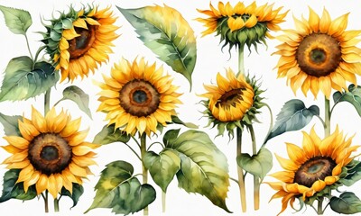 Set Of Sunflowers In Watercolor, Isolated.