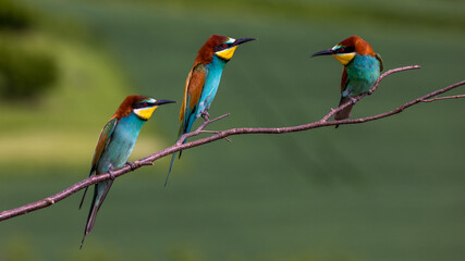 Bienenfresser (Merops apiaster)