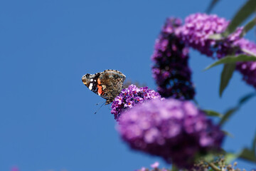 Red admiral butterfly (Vanessa Atalanta) perched on summer lilac in Zurich, Switzerland