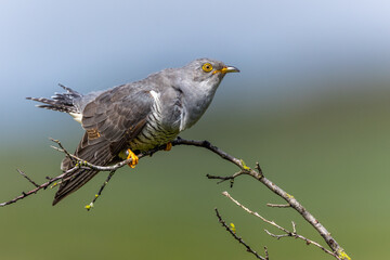 Kuckuck (Cuculus canorus)