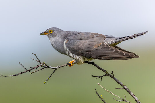 Kuckuck (Cuculus canorus)