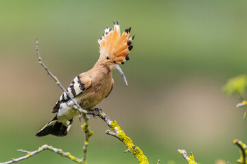 Wiedehopf (Upupa epops) © Rolf Müller