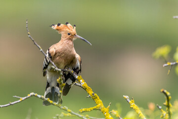 Wiedehopf (Upupa epops)