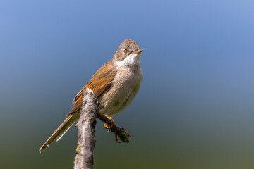 Dorngrasmücke (Sylvia communis)