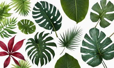 Zelfklevend behang Tropische planten Different Tropical Leaves Isolated On White.