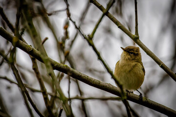 chiffchaff
