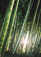 sunlight in bamboo trees forest