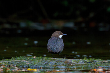 dipper