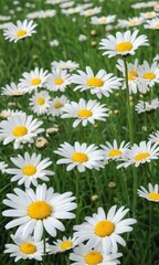 Green Meadow Field With Beautiful White Daisy Flowers.