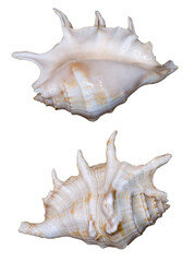 Sea shell. Transparent Background.