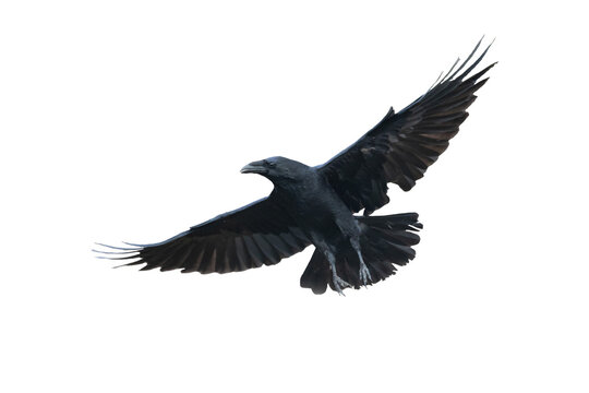 Birds flying raven isolated on white background Corvus corax. Halloween, silhouette of a large black bird in flight cut out on a white background for use in graphic arts