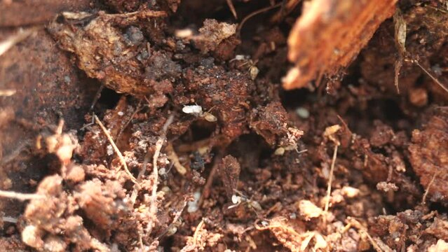 red ants walking in and out of the ant moving pupa into nest penetrated into soil