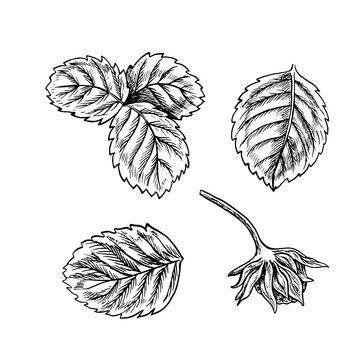 Set of strawberry leaves, hand drawn black and white graphic vector illustration. Isolated on a white background. Design element for packaging, labels. For banners and menus, textiles and posters.