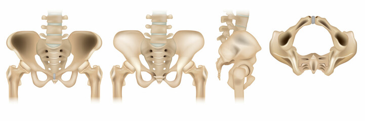 The pelvic girdle Lateral, anterior, bottom and posterior  view. Human pelvis and sacrum bones isolated on white background. Vector of pelvic area in four different positions