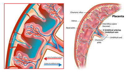 Human Fetus Placenta Anatomy. Structure of the chorionic villus. Schematic illustration of a segment of the placenta