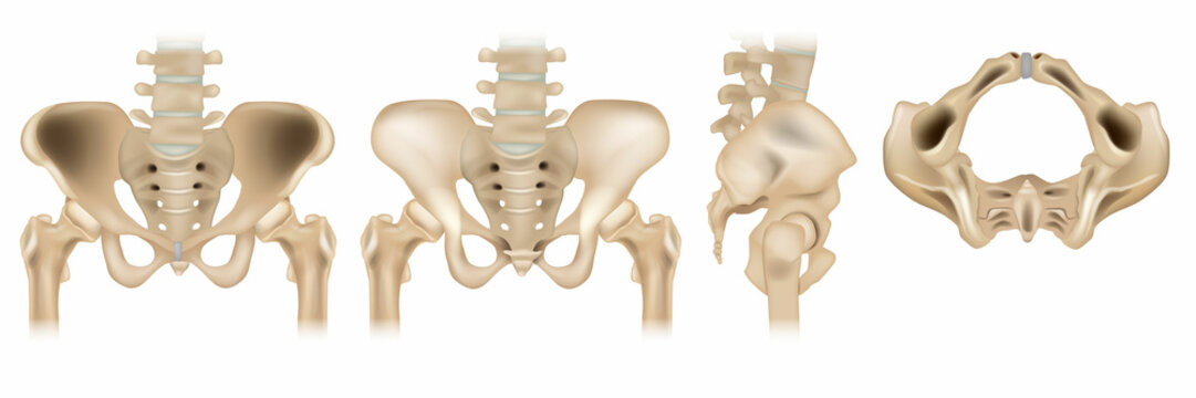 The pelvic girdle Lateral, anterior, bottom and posterior  view. Human pelvis and sacrum bones isolated on white background. Vector of pelvic area in four different positions