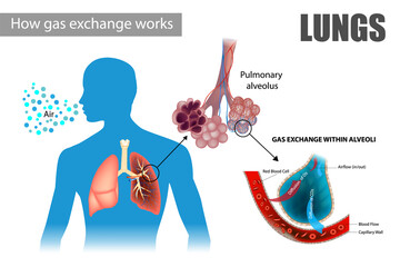 How gas exchange works. The pulmonary alveoli enable respiratory gas exchange