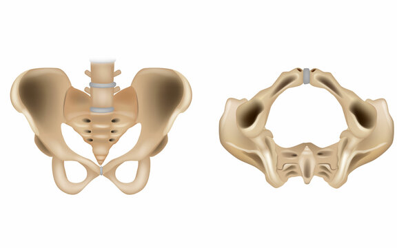 The Pelvic Girdle and Pelvic Outlet. Pelvis anatomical skeleton structure. Medical education scheme with ilium, ischium, coccyx, sacrum and pubic bone examples. diagram