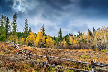 Split trail Fence with autumn colors in Forest, with yellow Aspen trees