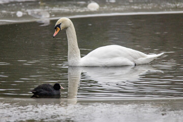 swan on the water