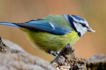 bluetit on a branch