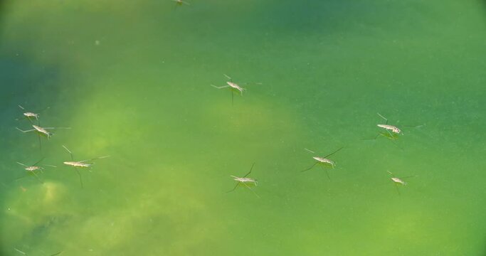 River skaters (Gerris najas) insects on the surface of the Zrmanja River