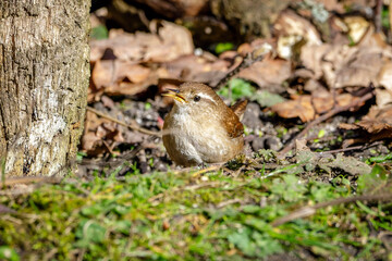 bird in the nest
