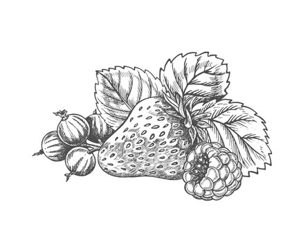 Strawberry, raspberry, currant, hand drawn black and white graphic vector illustration. Isolated on a white background. For labels printed products. For packaging, banners and menus, cards and posters