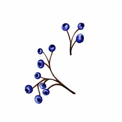 Two Blueberry branches without leaves, hand drawn marker illustration in watercolor technique. For postcards, greeting cards, stickers, magnets, scrapbooking, any botanical craft and design ideas