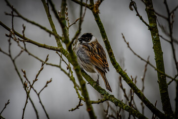 reed bunting on branch