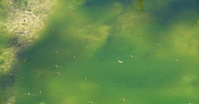 River skaters (Gerris najas) insects on the surface of the Zrmanja River