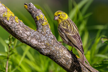 Girlitz (Serinus serinus) Männchen