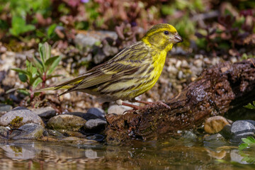 Girlitz (Serinus serinus) Männchen
