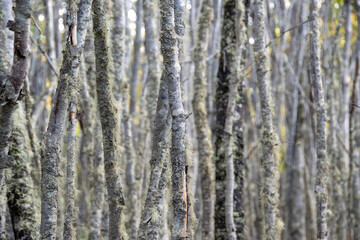 Obraz premium Low angle shot big tall trees landscape, tierra del fuego, argentina